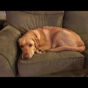 Meet your Posher, Ashley